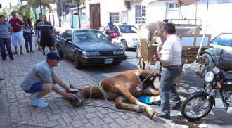Ngựa chở du khách ngã quỵ trên đường ở Mexico
