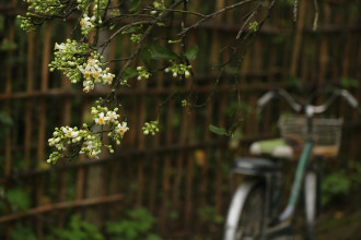 Khu vườn ngập tràn hương bưởi ở Hà Nội