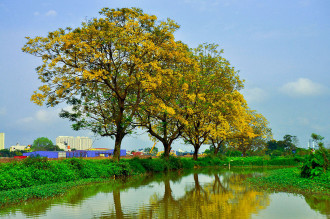 Con đường hoa điệp rực vàng ở ngoại ô Hà Nội