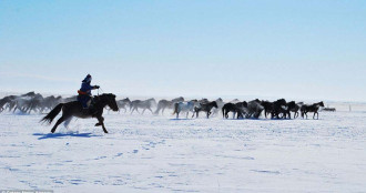 Thảo nguyên Mông Cổ trắng tinh khôi khi mùa đồng đến