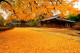 Phóng sự ảnh: Đẹp mê hồn mùa Thu vàng xứ Hàn Quốc