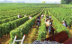 4 vùng trồng nho sản xuất vang nổi tiếng trên thế giới