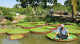 Ngôi chùa trồng loài sen lớn nhất thế giới ở Việt Nam