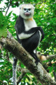 Chương trình bảo tồn động vật Vinpearl Safari